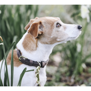 Acheter Collier Et Harnais Pour Chien Louis Vuitton 2023