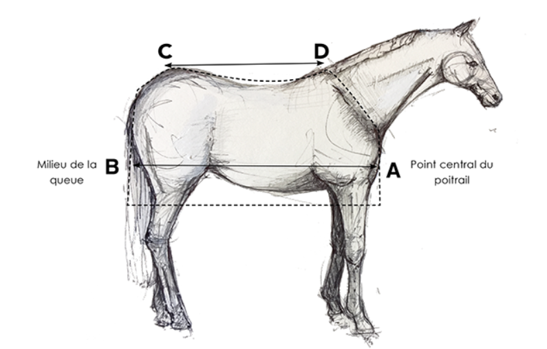 Guide des tailles - Couverture cheval